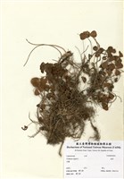 藏品(菽草)的圖片